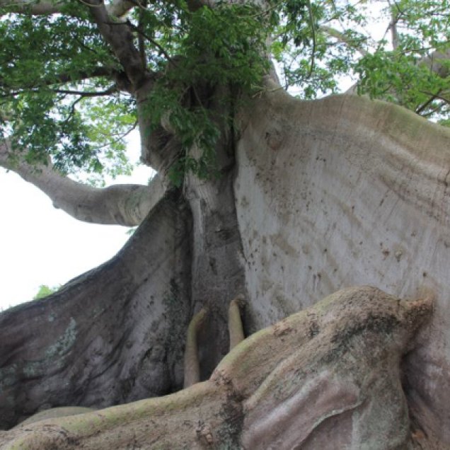 m_Ceiba tree2