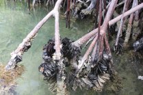 m_Shells on mangrove roots