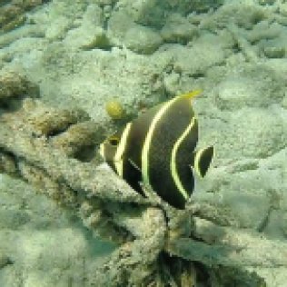 m_Butterfly fish