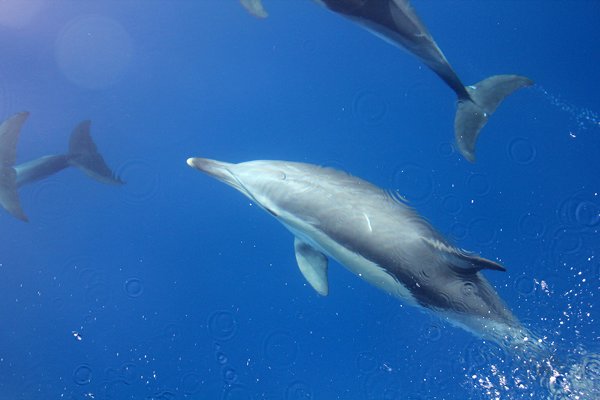 m_Med Dolphins