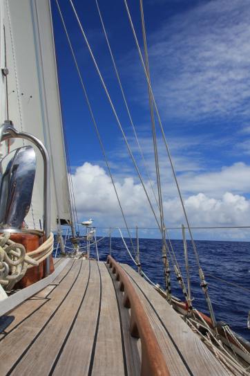 Sailing from Hawaii to Alaska with hitch-hiker